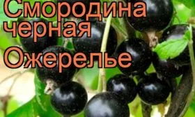 Кто вывел сорт Ожерелье