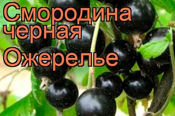 Кто вывел сорт Ожерелье