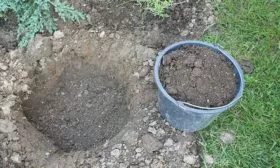 ПОдготовка ямы для посадки смородины