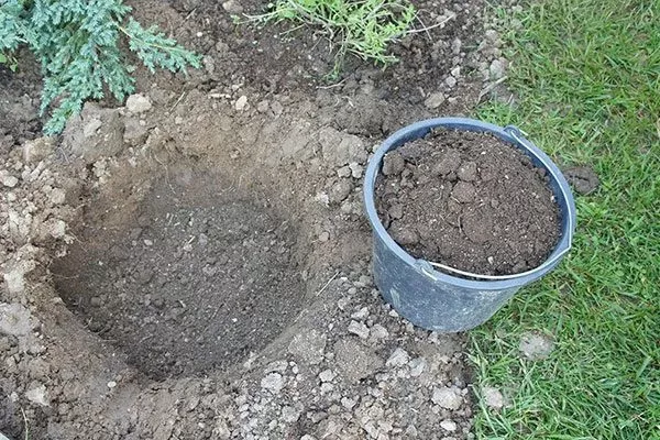 ПОдготовка ямы для посадки смородины