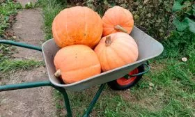 Сбор урожая