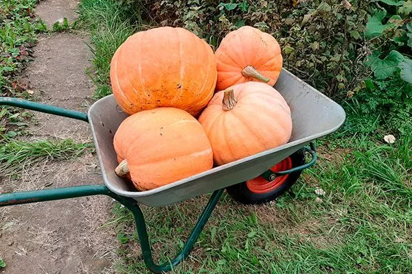 Сбор урожая