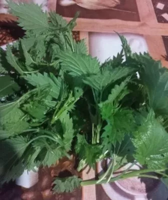 Самый витаминный щавель на зиму