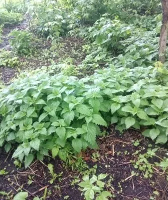 Самый витаминный щавель на зиму