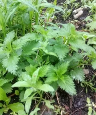 Самый витаминный щавель на зиму