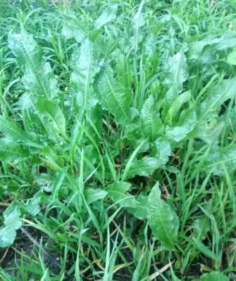 Самый витаминный щавель на зиму