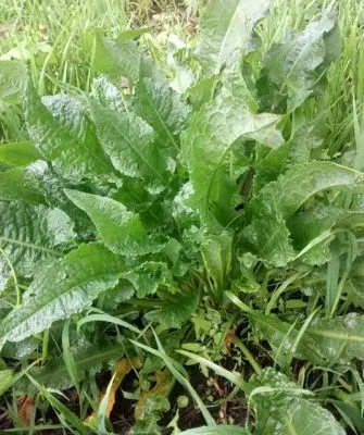 Самый витаминный щавель на зиму