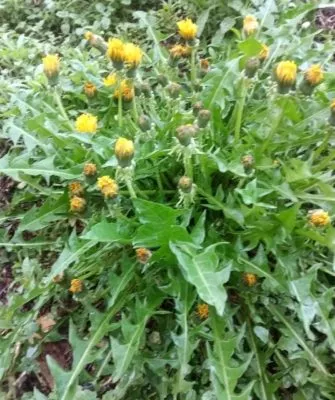 Самый витаминный щавель на зиму