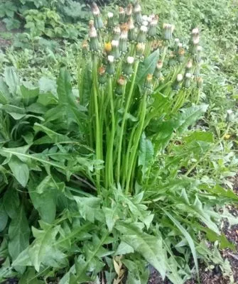 Самый витаминный щавель на зиму