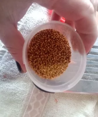 Консервирование арбузов с горчицей – необычно и вкусно!