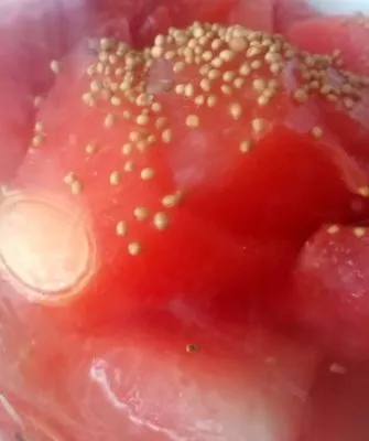 Консервирование арбузов с горчицей – необычно и вкусно!