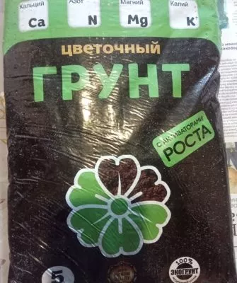 Пересадка маленьких кактусов – как правильно это делать?