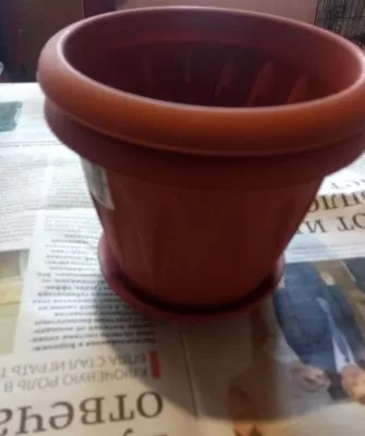 Пересадка маленьких кактусов – как правильно это делать?