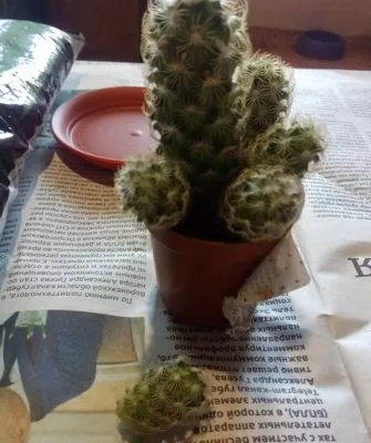 Пересадка маленьких кактусов – как правильно это делать?