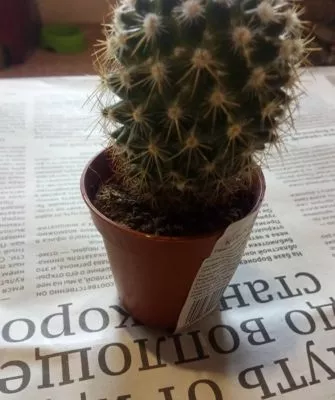 Пересадка маленьких кактусов – как правильно это делать?