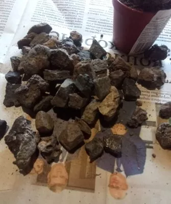 Пересадка маленьких кактусов – как правильно это делать?