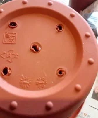 Пересадка маленьких кактусов – как правильно это делать?