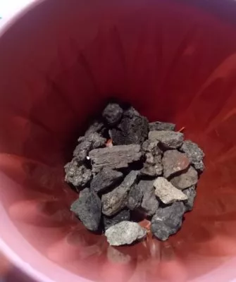 Пересадка маленьких кактусов – как правильно это делать?