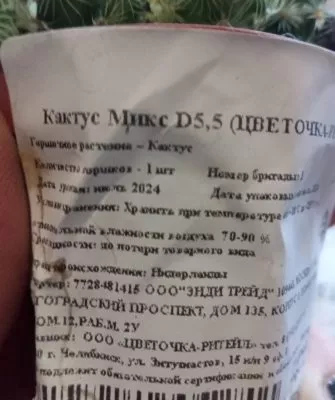 Пересадка маленьких кактусов – как правильно это делать?