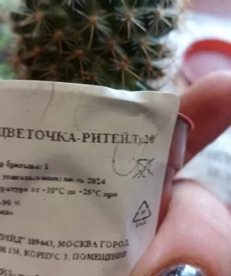 Пересадка маленьких кактусов – как правильно это делать?