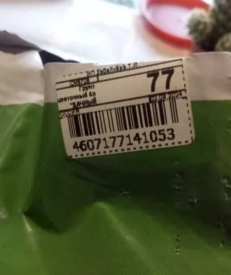 Пересадка маленьких кактусов – как правильно это делать?