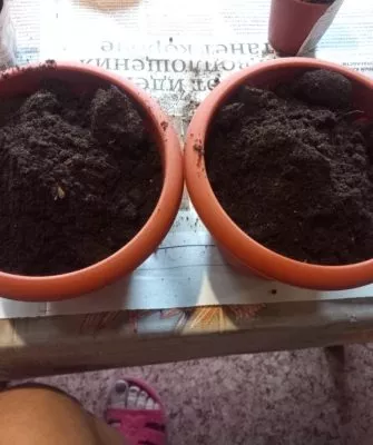 Пересадка маленьких кактусов – как правильно это делать?