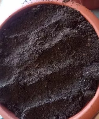 Пересадка маленьких кактусов – как правильно это делать?