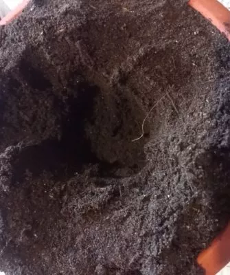 Пересадка маленьких кактусов – как правильно это делать?