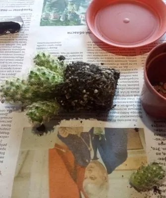 Пересадка маленьких кактусов – как правильно это делать?