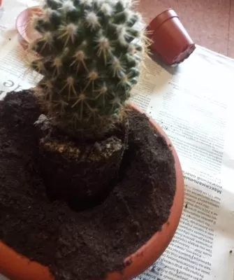 Пересадка маленьких кактусов – как правильно это делать?