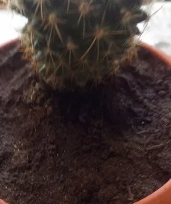 Пересадка маленьких кактусов – как правильно это делать?