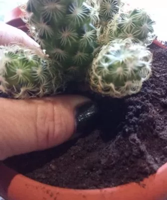 Пересадка маленьких кактусов – как правильно это делать?
