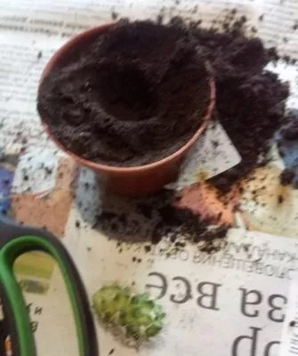 Пересадка маленьких кактусов – как правильно это делать?