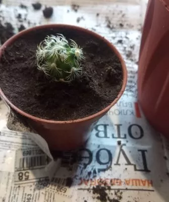 Пересадка маленьких кактусов – как правильно это делать?