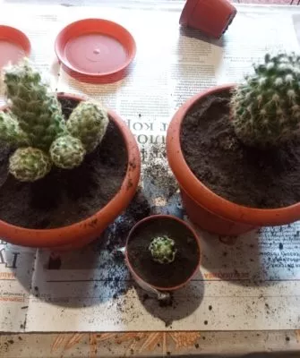 Пересадка маленьких кактусов – как правильно это делать?