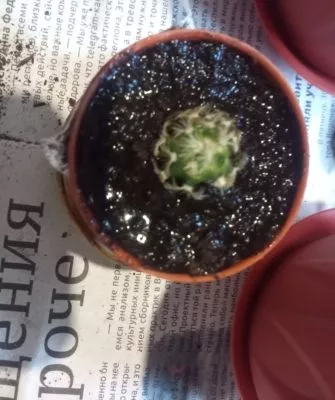 Пересадка маленьких кактусов – как правильно это делать?