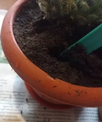 Пересадка маленьких кактусов – как правильно это делать?