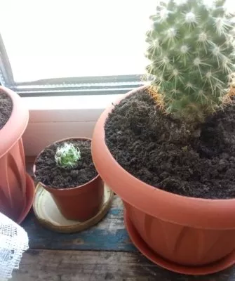 Пересадка маленьких кактусов – как правильно это делать?