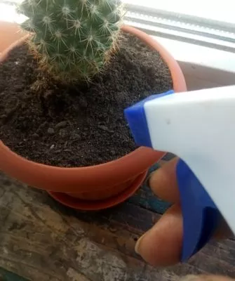 Пересадка маленьких кактусов – как правильно это делать?