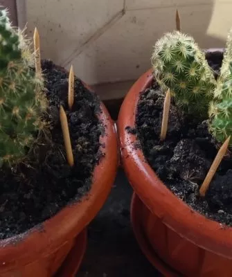 Пересадка маленьких кактусов – как правильно это делать?