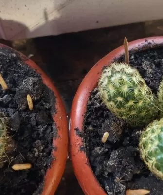 Пересадка маленьких кактусов – как правильно это делать?