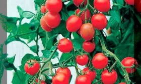 Основные характеристики