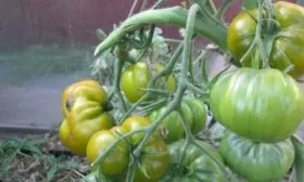 помидоры Ирландский ликёр