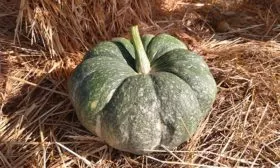 Продуктивность, время созревания