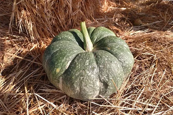 Продуктивность, время созревания