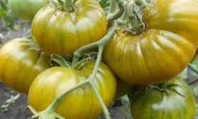 томат Ирландский ликер