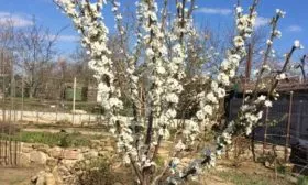 Цветение и созревание