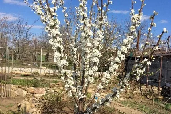 Цветение и созревание