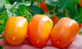 Описание плодов