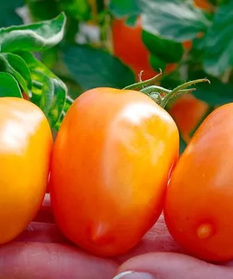 Описание плодов